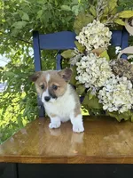 Grace, a female Pembroke Welsh Corgi for sale in Kansas City, MO – 3 of 3