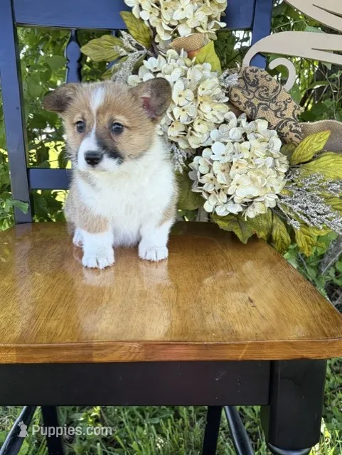 Grace – Pembroke Welsh Corgi puppy for sale in Kansas City, MO