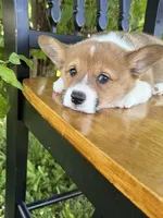 Rocky, a male Pembroke Welsh Corgi for sale in Kansas City, MO – 3 of 3