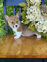 Rocky, a male Pembroke Welsh Corgi for sale in Kansas City, MO – 2 of 3