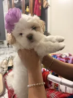 No name , a female Shih Tzu for sale in Central Falls, RI – Photo 4 of 4