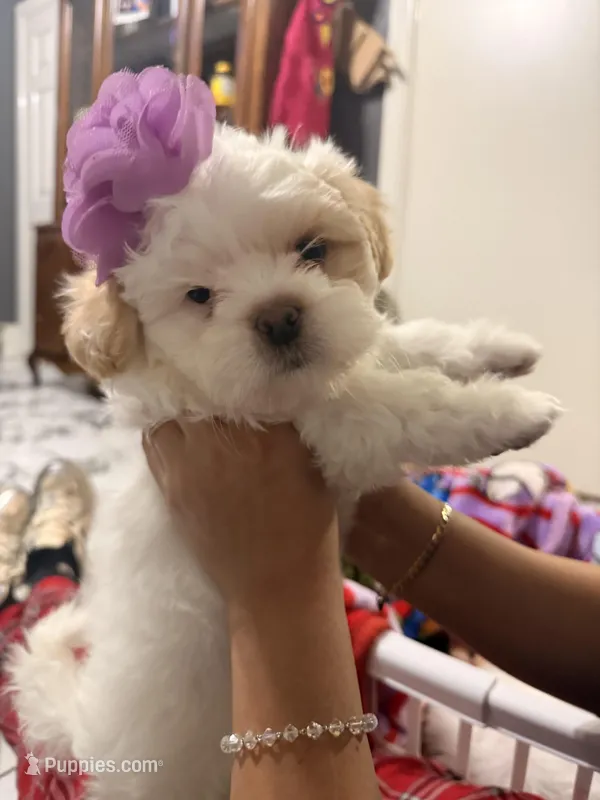 No name  – Shih Tzu puppy for sale in Central Falls, RI