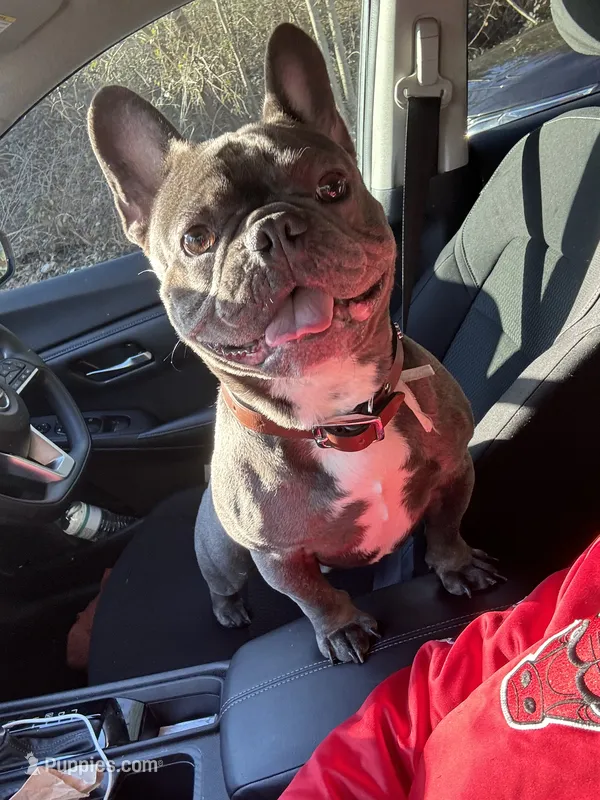Ace  – French Bulldog puppy for sale in Atlanta, GA