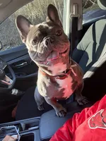 Ace , a male French Bulldog for sale in Atlanta, GA – 1 of 1
