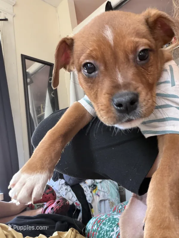 Cinnamon – Rottweiler puppy for sale in Waterbury, CT