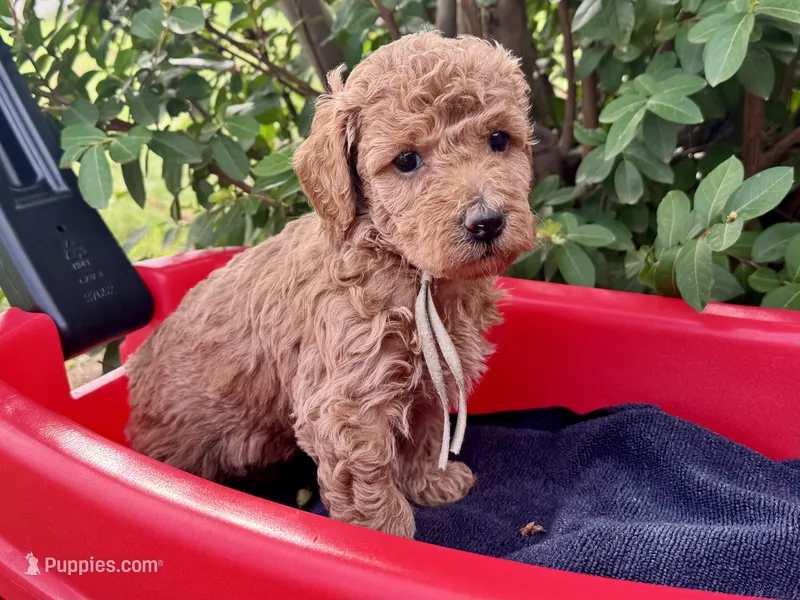AKC Shadow's Sky – Poodle - Miniature  puppy on hold in Granite, OK