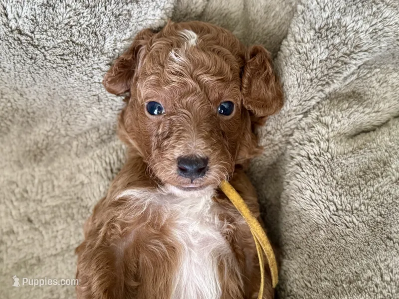 CKC Birdie's Yellow – Miniature Goldendoodle puppy for sale in Granite, OK