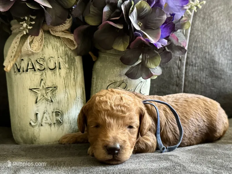 AKC Shadow's Blue – Poodle - Miniature  puppy for sale in Granite, OK