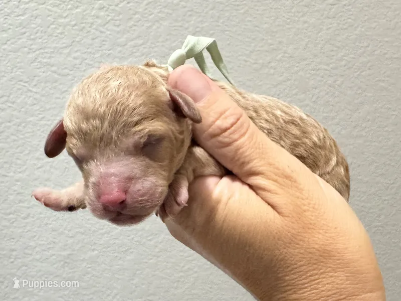 AKC Shadow's Sky – Poodle - Miniature  puppy for sale in Granite, OK