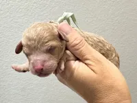 AKC Shadow's Sky, a female Poodle - Miniature  for sale in Granite, OK – 1 of 1
