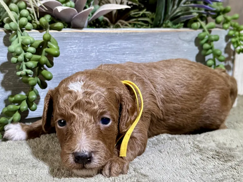 CKC Birdie's Yellow – Miniature Goldendoodle puppy for sale in Granite, OK
