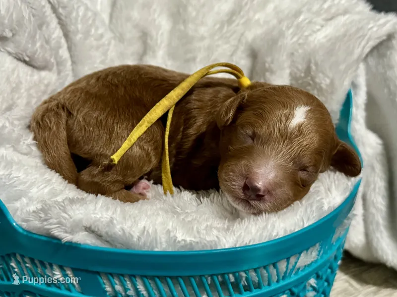 CKC Birdie's Yellow – Miniature Goldendoodle puppy for sale in Granite, OK