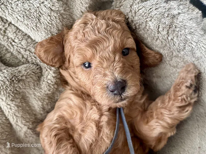 AKC Shadow's Blue – Poodle - Miniature  puppy for sale in Granite, OK