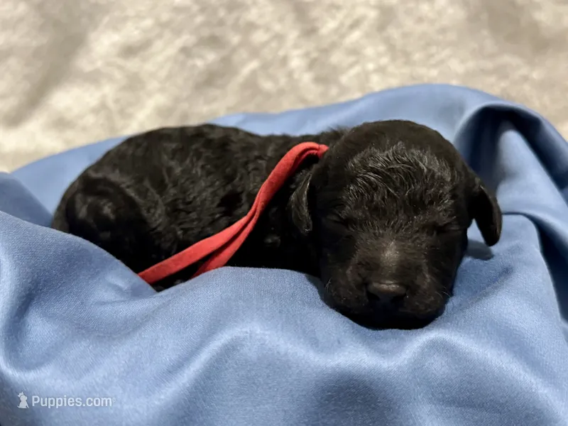 AKC Shadow's Red – Poodle - Miniature  puppy for sale in Granite, OK