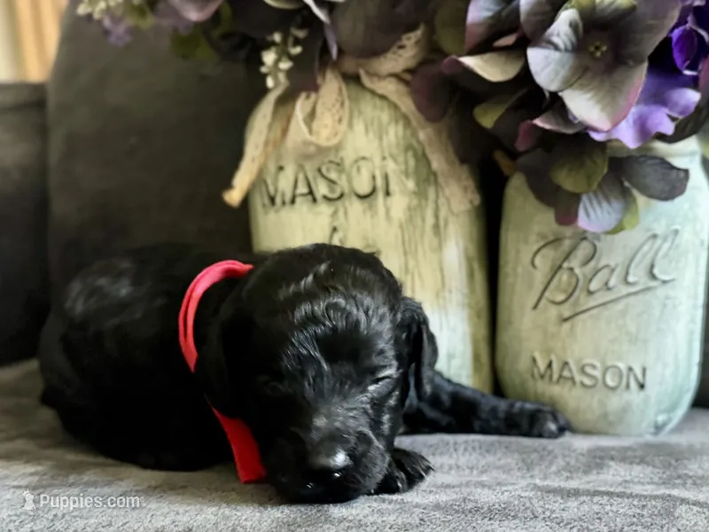 AKC Shadow's Red – Poodle - Miniature  puppy for sale in Granite, OK