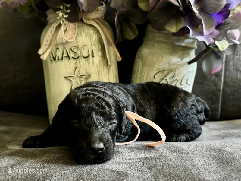 AKC Shadow's Pink – Poodle - Miniature  puppy for sale in Granite, OK