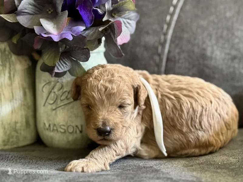 AKC Shadow's White – Poodle - Miniature  puppy for sale in Granite, OK