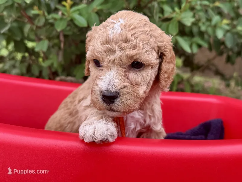 CKC Birdie's Orange – Miniature Goldendoodle puppy for sale in Granite, OK