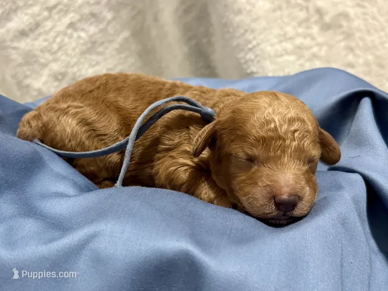 AKC Shadow's Blue – Poodle - Miniature  puppy for sale in Granite, OK