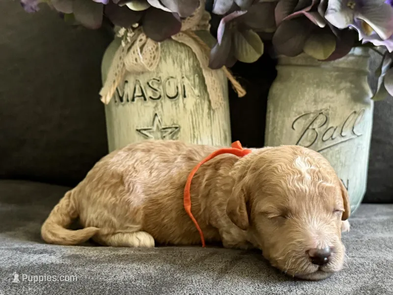 CKC Birdie's Orange – Miniature Goldendoodle puppy for sale in Granite, OK