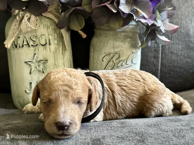 CKC Birdie's Black – Miniature Goldendoodle puppy for sale in Granite, OK