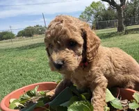AKC Red , a male Poodle - Miniature  for sale in Granite, OK – Photo 3 of 9