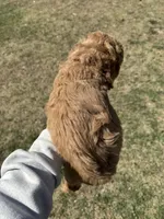 AKC Red , a male Poodle - Miniature  for sale in Granite, OK – Photo 2 of 9