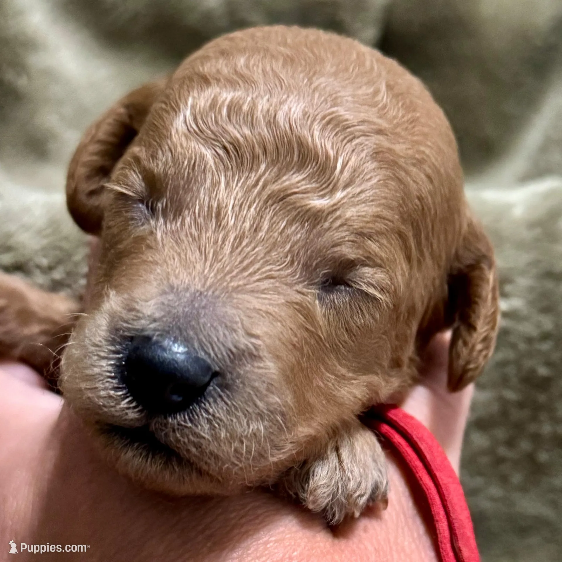 AKC Red  – Poodle - Miniature  puppy for sale in Granite, OK