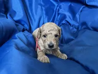 AKC Red , a male Poodle - Miniature  for sale in Granite, OK – Photo 5 of 9