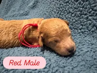 AKC Red , a male Poodle - Miniature  for sale in Granite, OK – Photo 1 of 3