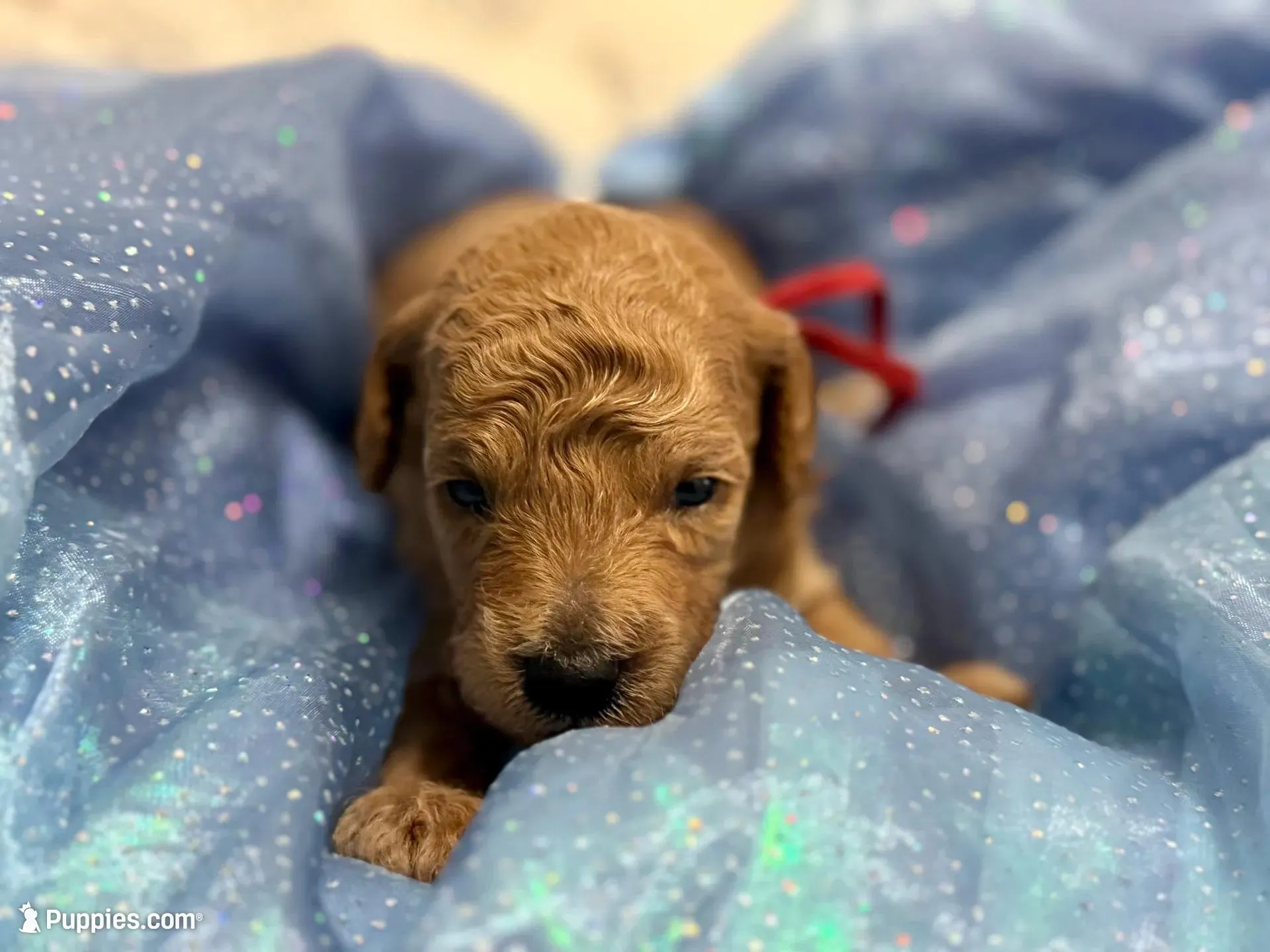 AKC Red , a male Poodle - Miniature  for sale in Granite, OK – Photo 7 of 9