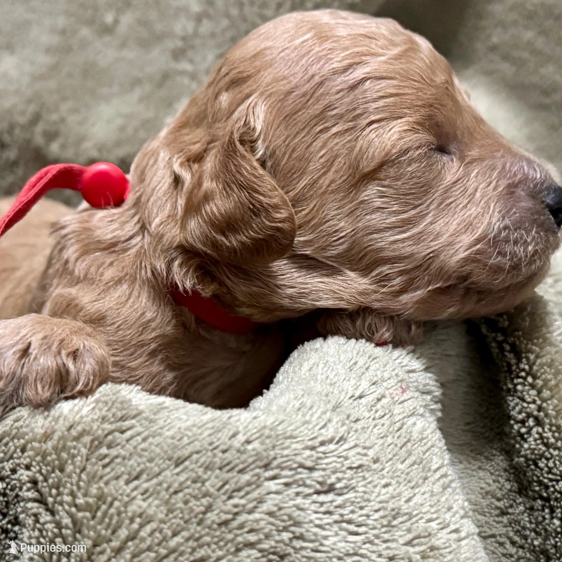 AKC Red , a male Poodle - Miniature  for sale in Granite, OK – Photo 6 of 9
