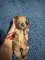 AKC Red , a male Poodle - Miniature  for sale in Granite, OK – Photo 2 of 3