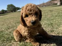 AKC Red , a male Poodle - Miniature  for sale in Granite, OK – Photo 1 of 9
