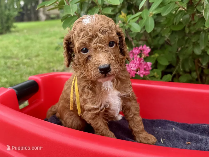 CKC Birdie's Yellow – Miniature Goldendoodle puppy for sale in Granite, OK
