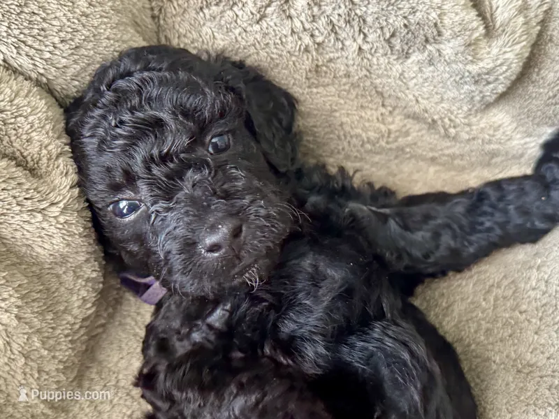 AKC Shadow's Purple – Poodle - Miniature  puppy for sale in Granite, OK