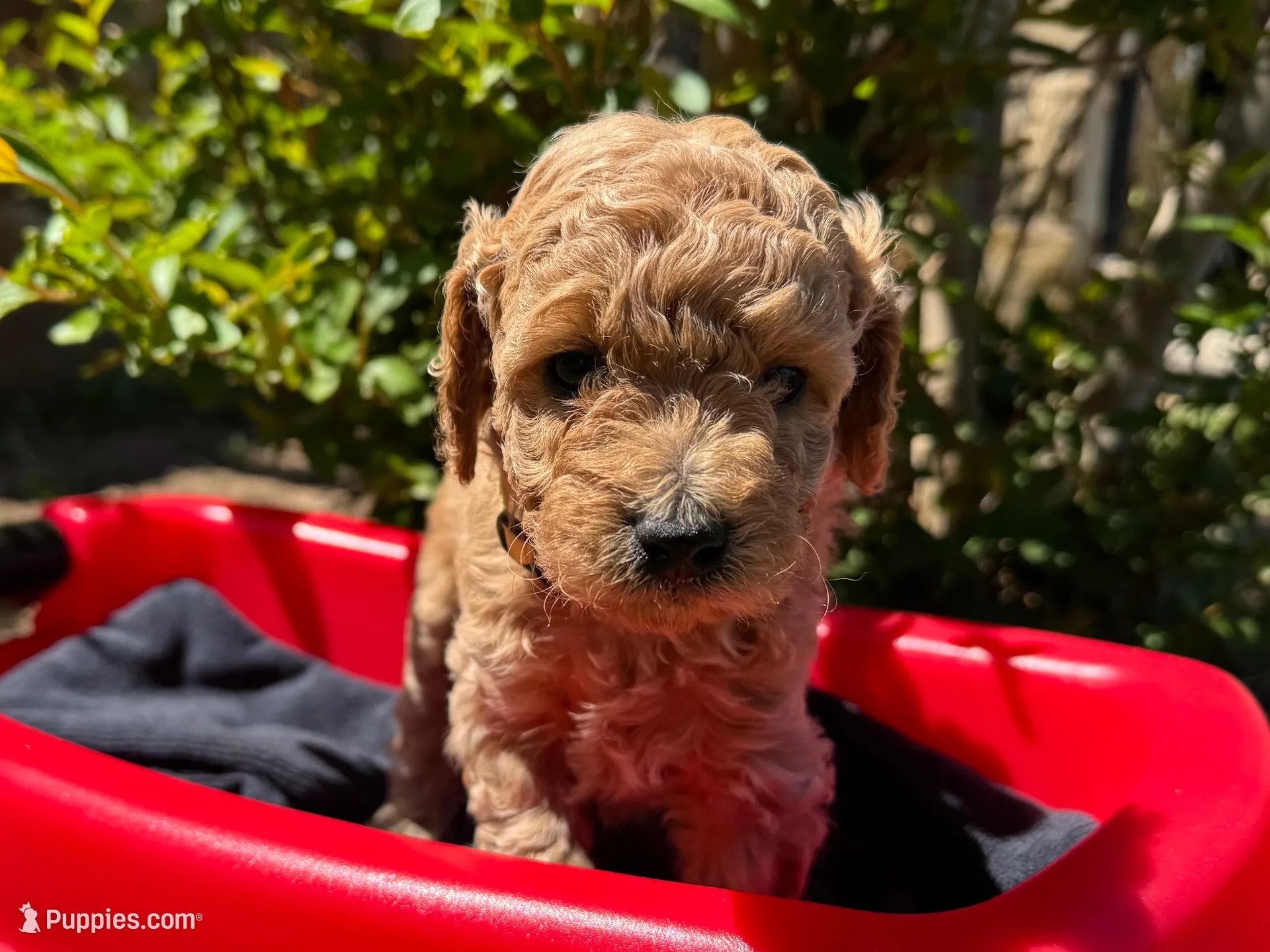 AKC Yellow – Poodle - Miniature  puppy for sale in Granite, OK