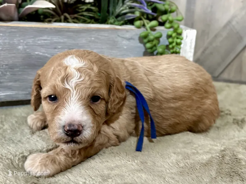 CKC Birdie's Blue – Miniature Goldendoodle puppy for sale in Granite, OK