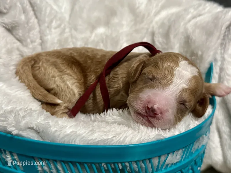 CKC Birdie's Maroon – Miniature Goldendoodle puppy on hold in Granite, OK