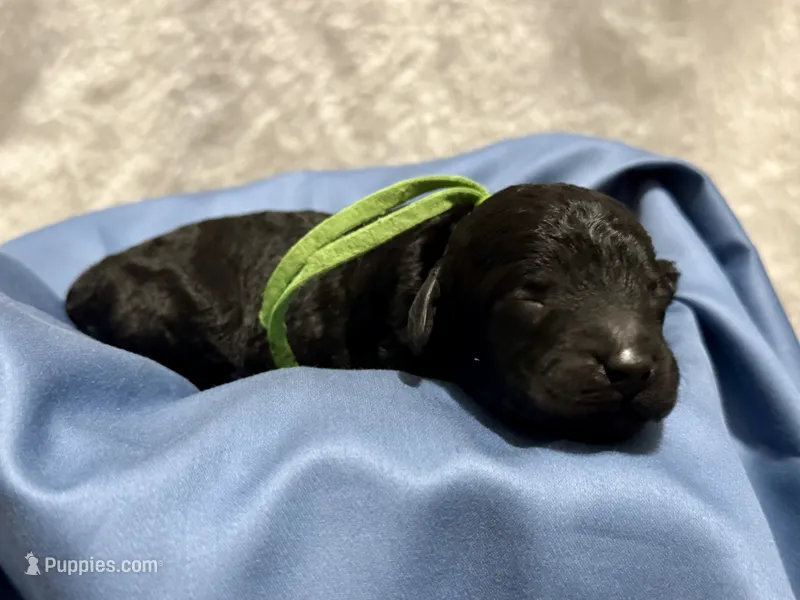 AKC Shadow's Green – Poodle - Miniature  puppy on hold in Granite, OK