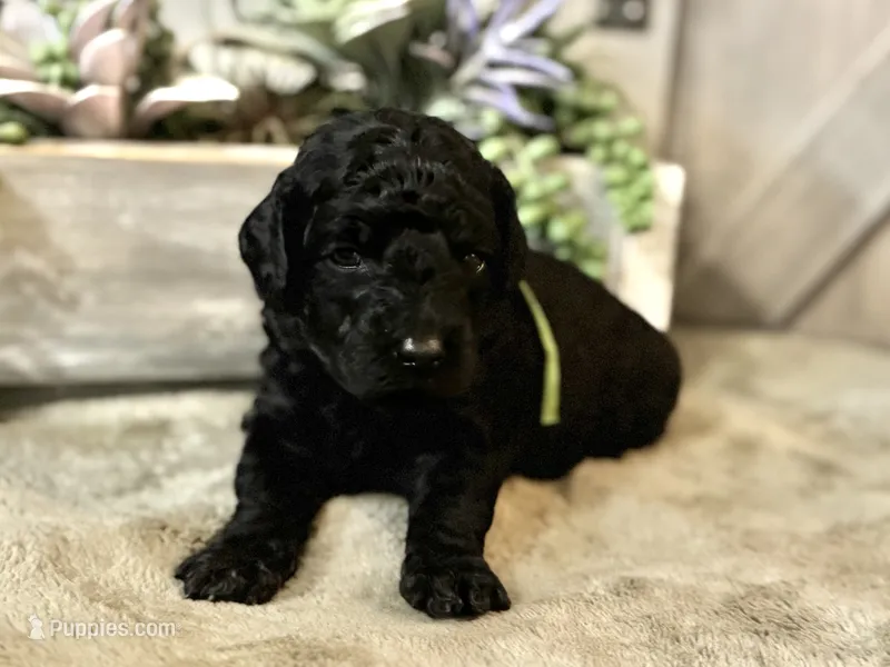 AKC Shadow's Green – Poodle - Miniature  puppy on hold in Granite, OK
