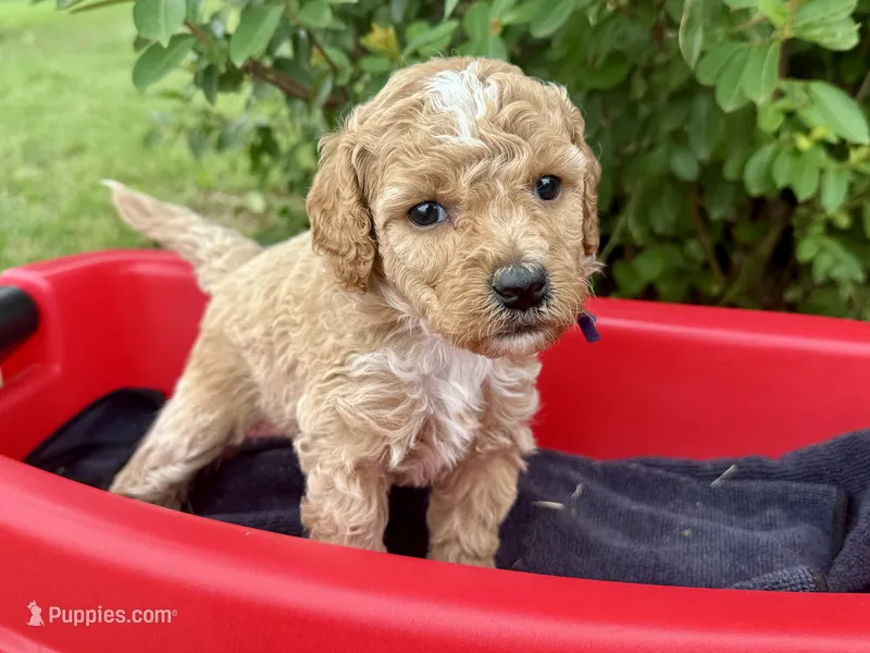 CKC Birdie's Purple – Miniature Goldendoodle puppy for sale in Granite, OK