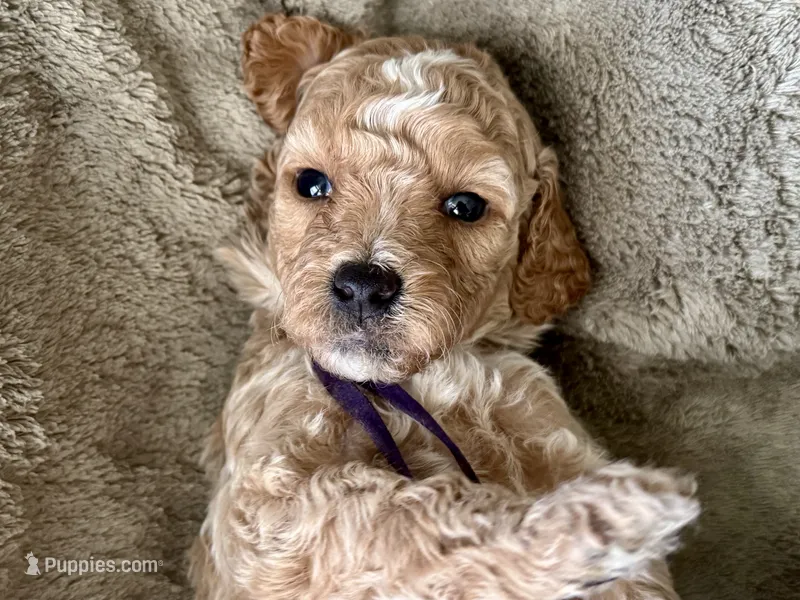 CKC Birdie's Purple – Miniature Goldendoodle puppy for sale in Granite, OK