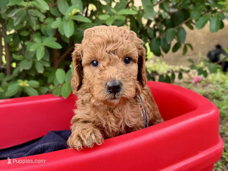 AKC Shadow's Blue – Poodle - Miniature  puppy for sale in Granite, OK