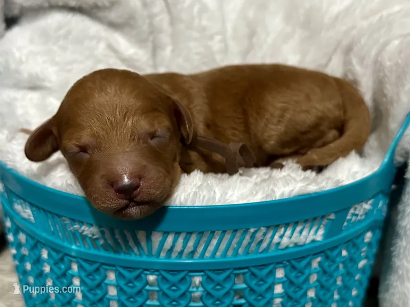 CKC Birdie's Brown – Miniature Goldendoodle puppy for sale in Granite, OK