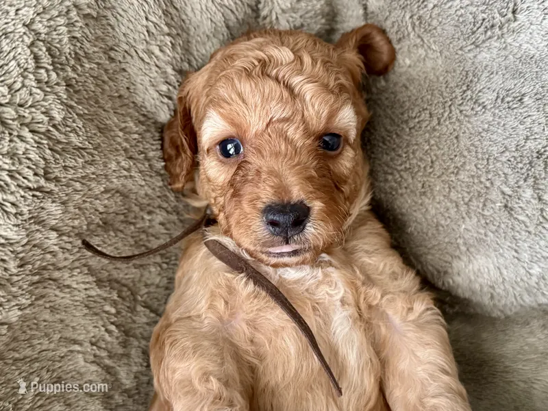 CKC Birdie's Brown – Miniature Goldendoodle puppy for sale in Granite, OK