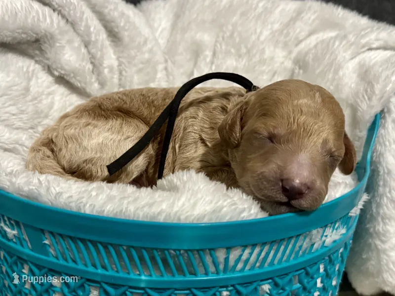 CKC Birdie's Black – Miniature Goldendoodle puppy for sale in Granite, OK
