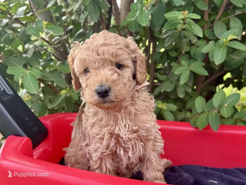 AKC Shadow's White – Poodle - Miniature  puppy on hold in Granite, OK