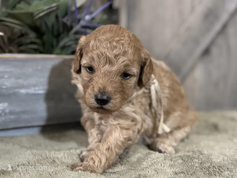 AKC Shadow's White – Poodle - Miniature  puppy for sale in Granite, OK