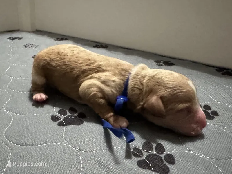 CKC Birdie's Blue – Miniature Goldendoodle puppy for sale in Granite, OK